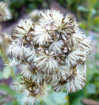 Image of Coast Goldenrod