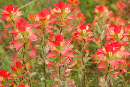 Image of entireleaf Indian paintbrush