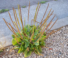 Image of Broadleaf Plantain