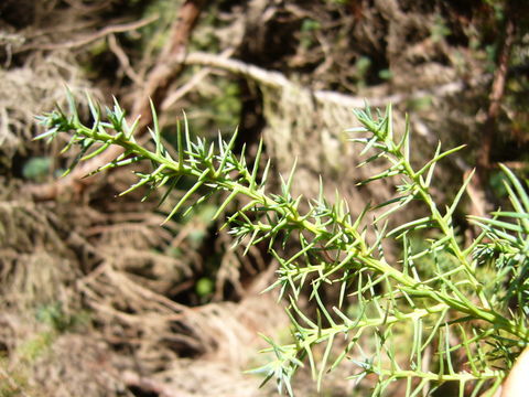 Image of Japanese Cedar