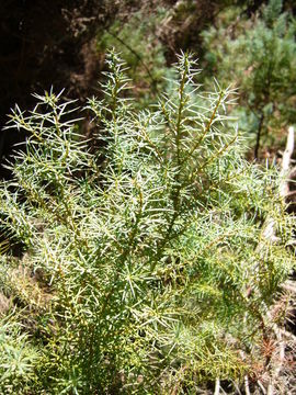 Image of Japanese Cedar