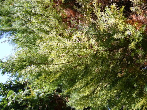 Image of Japanese Cedar