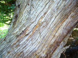 Image of Japanese Cedar