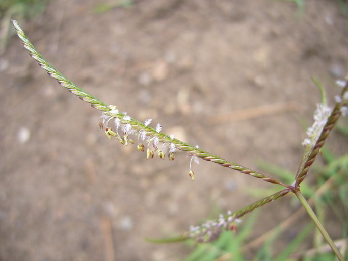 Image of Bermuda grass