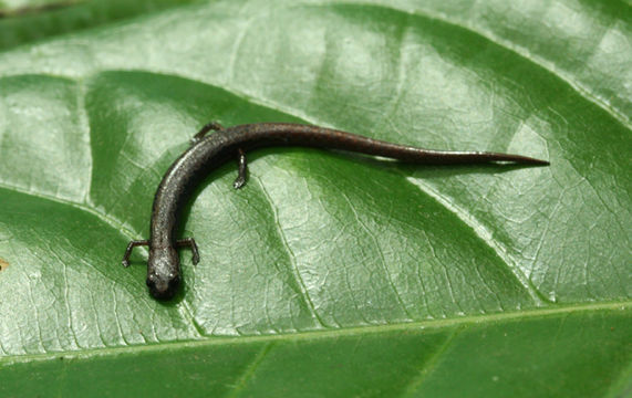 Image of Smith's Minute Salamander