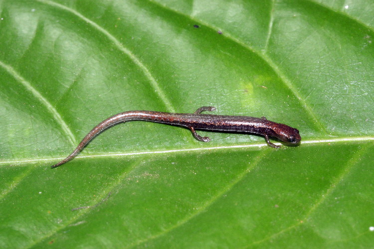 Image of Smith's Minute Salamander