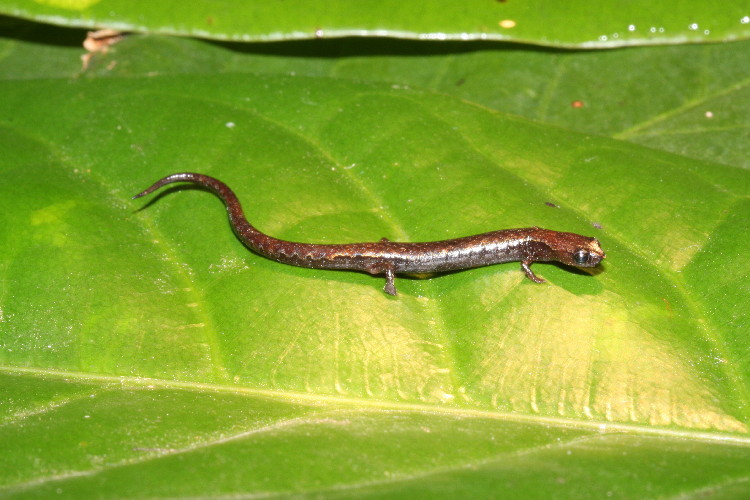 Imagem de Thorius smithi Hanken & Wake 1994