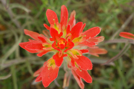 Image of entireleaf Indian paintbrush