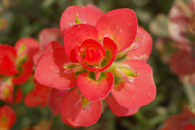 Image of entireleaf Indian paintbrush