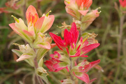 Image of entireleaf Indian paintbrush