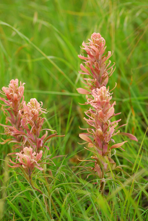 Sivun Castilleja sessiliflora Pursh kuva