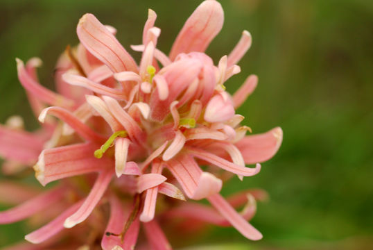 Sivun Castilleja sessiliflora Pursh kuva