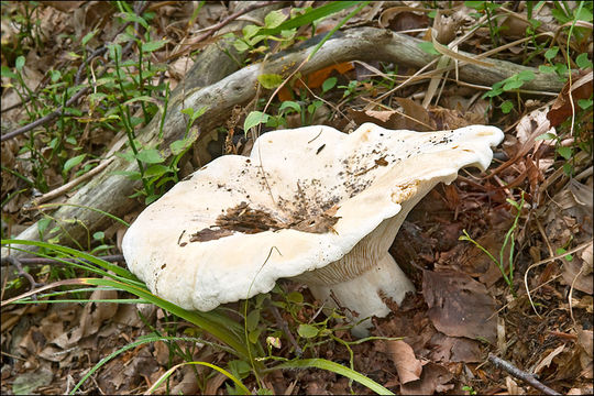 Lactarius vellereus (Fr.) Fr. 1838 resmi