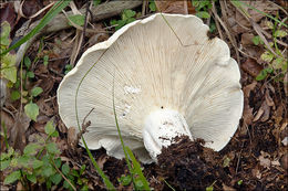 Lactarius vellereus (Fr.) Fr. 1838 resmi