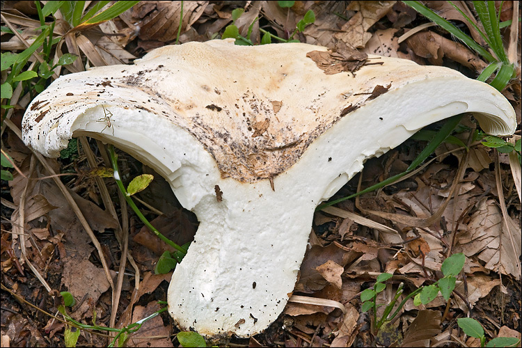 Lactarius vellereus (Fr.) Fr. 1838 resmi