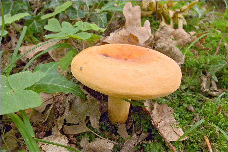 Image de Lactaire à lait abondant