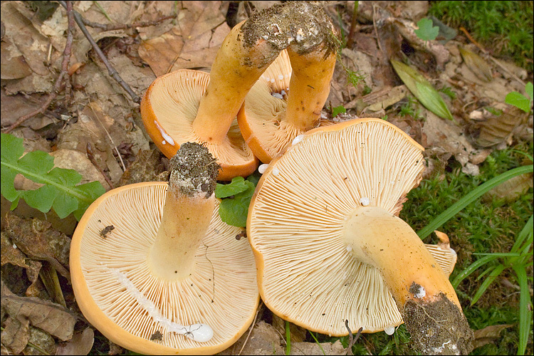 Image de Lactaire à lait abondant