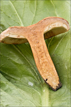 Image of Tawny Milkcap