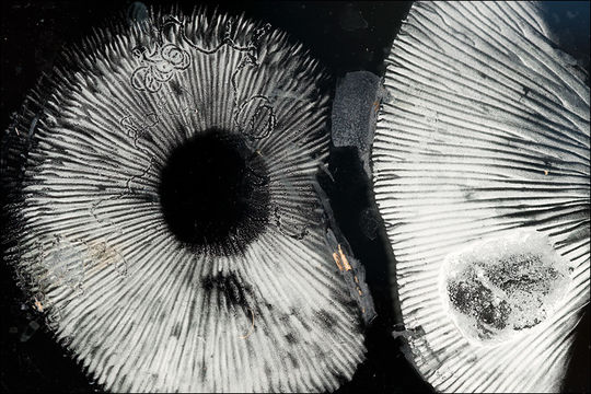 Image of Tawny Milkcap