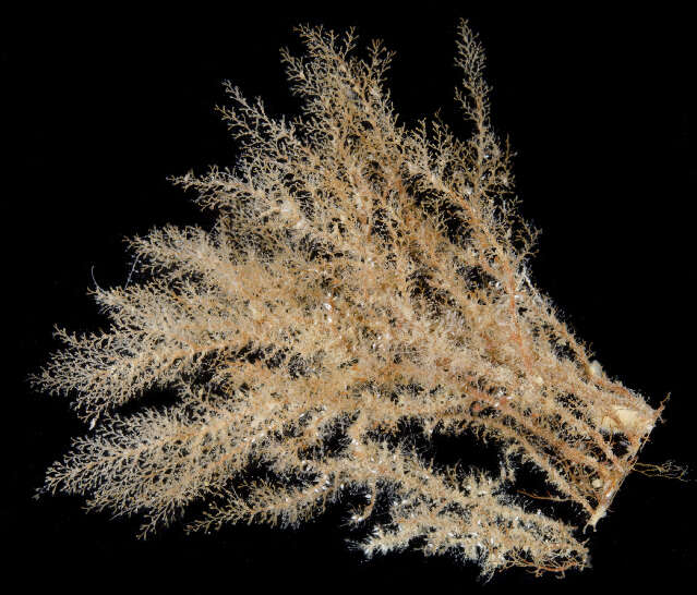Image of wine-glass hydroids