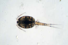 Image of Euryteidae Monchenko 1974