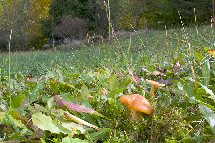 Image of Meadow waxcap