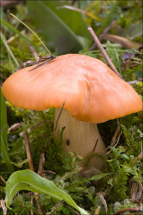 Image of Meadow waxcap