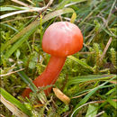 Sivun Hygrocybe splendidissima (P. D. Orton) M. M. Moser 1967 kuva