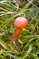 Sivun Hygrocybe splendidissima (P. D. Orton) M. M. Moser 1967 kuva