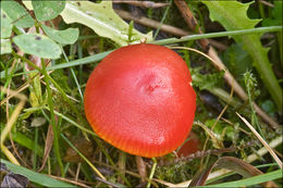 Sivun Hygrocybe splendidissima (P. D. Orton) M. M. Moser 1967 kuva