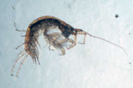 Image of Aoroides Walker 1898