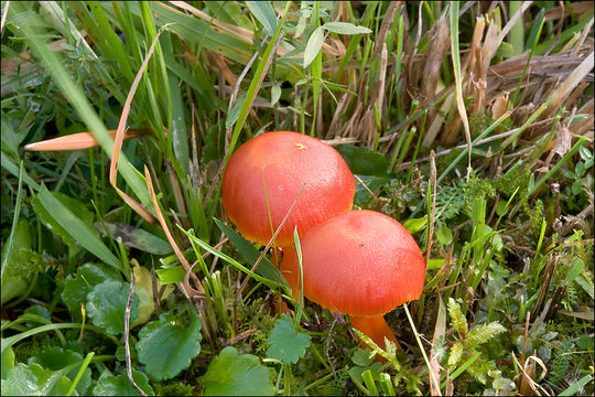 Sivun Hygrocybe splendidissima (P. D. Orton) M. M. Moser 1967 kuva