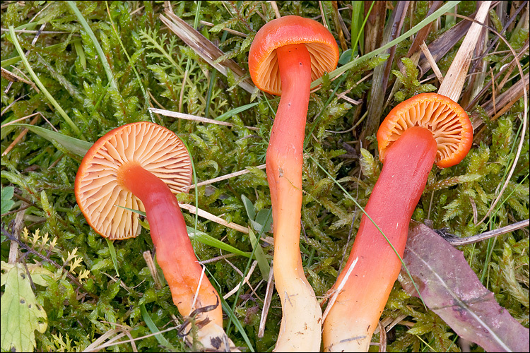 Sivun Hygrocybe splendidissima (P. D. Orton) M. M. Moser 1967 kuva