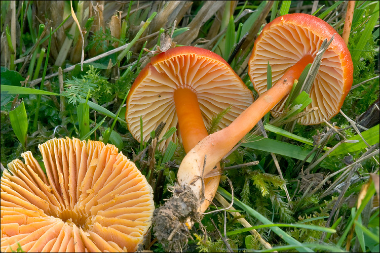 Sivun Hygrocybe splendidissima (P. D. Orton) M. M. Moser 1967 kuva