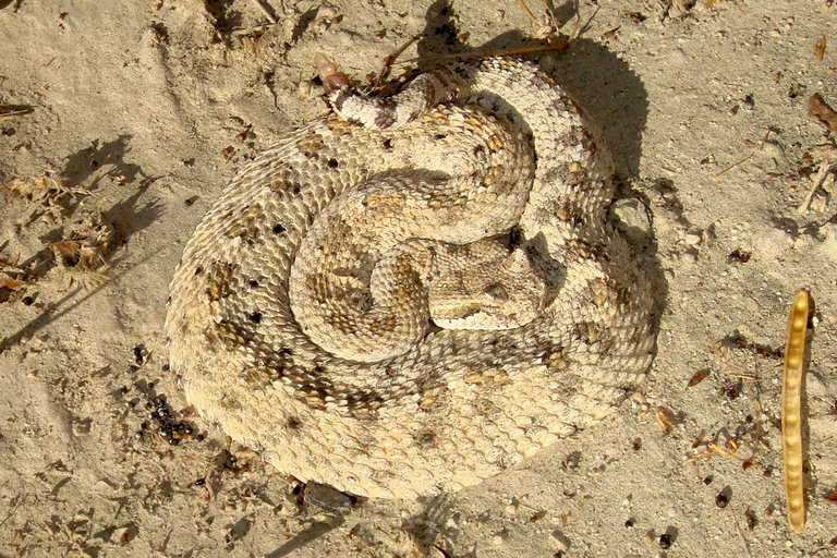 Image of Sidewinder Rattlesnake