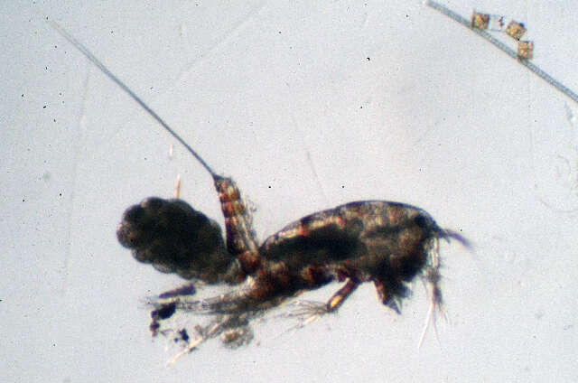 Image of Thalestridae Sars G. O. 1905