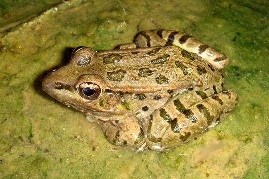 Image of Rio Grande Leopard Frog