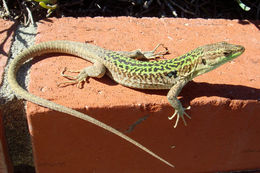 Image of Italian Wall Lizard