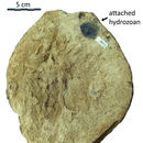 Image of <i>Plectodiscus berlinensis</i>