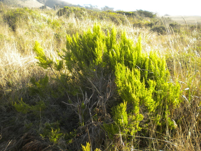 Image of Portuguese Heath