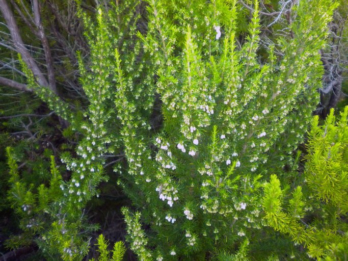 Image of Portuguese Heath