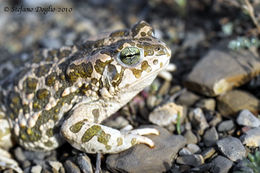 Image of African Green Toad