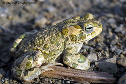 Image of African Green Toad