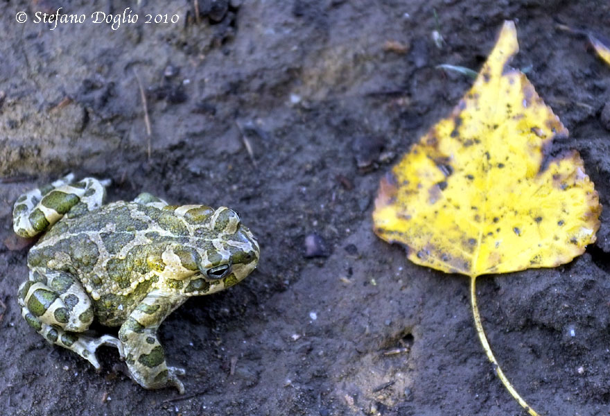 Image of African Green Toad