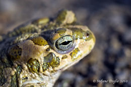 Image of African Green Toad