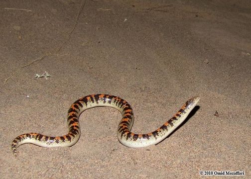 Image of Arabian Sand Boa