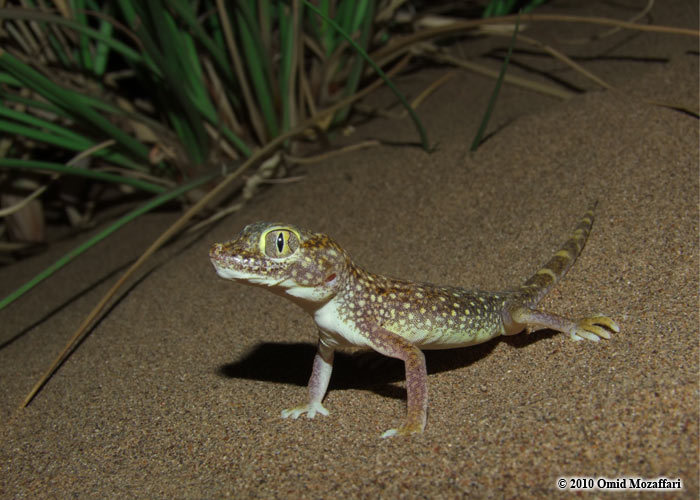 Stenodactylus doriae (Blanford 1874) resmi