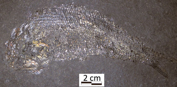 Image of <i>Palaeoniscus freieslebeni</i>