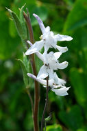 Plancia ëd Delphinium carolinianum subsp. virescens (Nutt.) R. E. Brooks