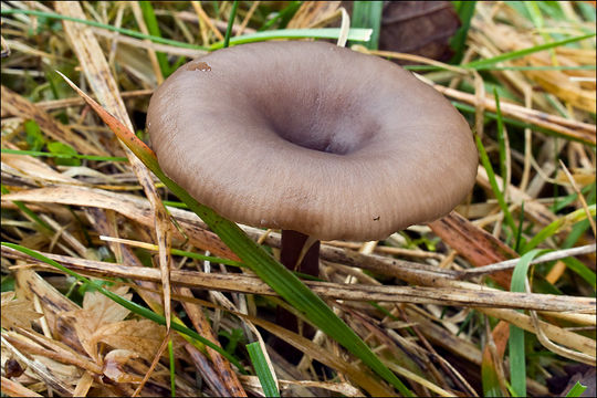 Imagem de Pseudoclitocybe cyathiformis (Bull.) Singer 1956